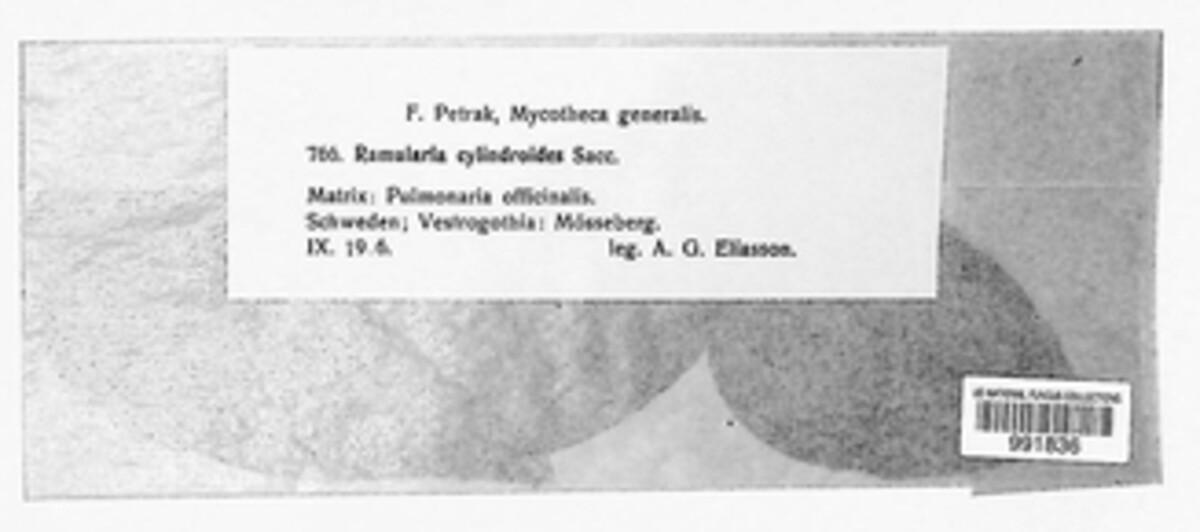 Ramularia cylindroides image